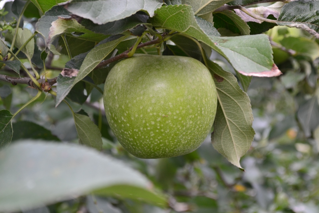 GRANNY SMITH CHALLENGER® DALIVAIR P.V.R.