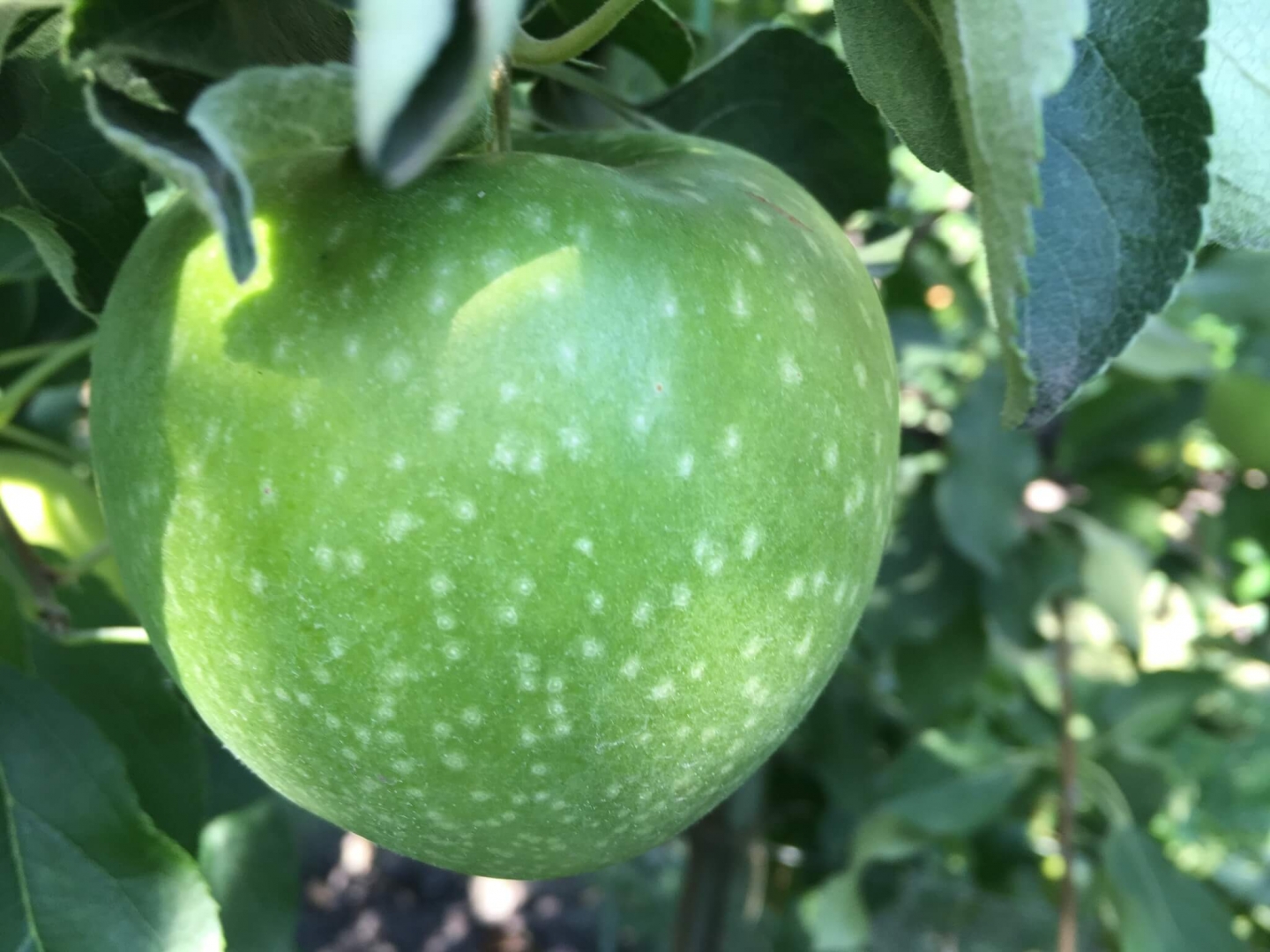 GRANNY SMITH CHALLENGER® DALIVAIR P.V.R.